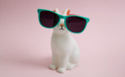Bold marketing - bunny with sunglasses