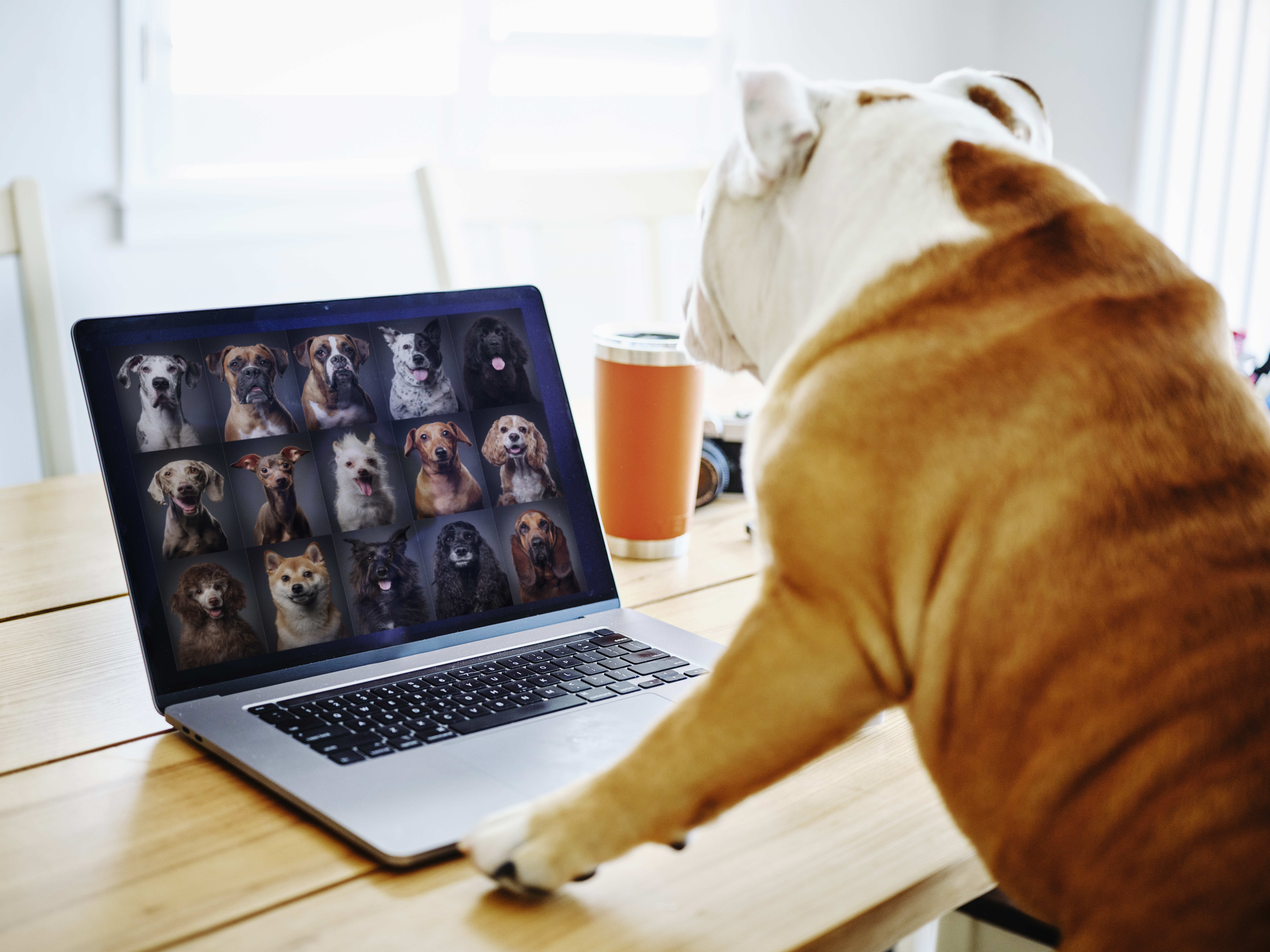 dog giving 5 video presentation tips